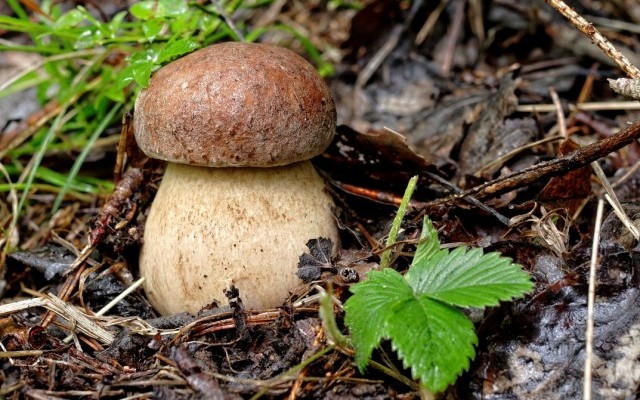 male_8
